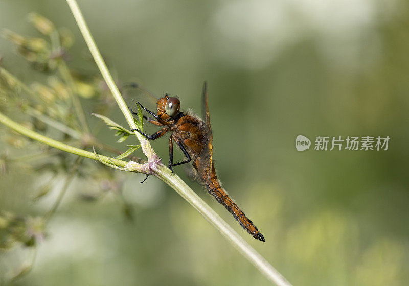 稀有的追逐者Libellula fulva